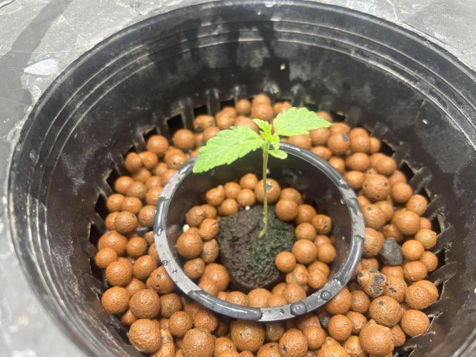 Afghan Kush (DWC). Week 2