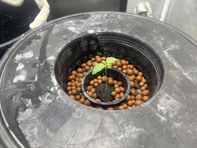 Afghan Kush (DWC). Week 2
