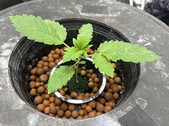 Afghan Kush (DWC). Week 3