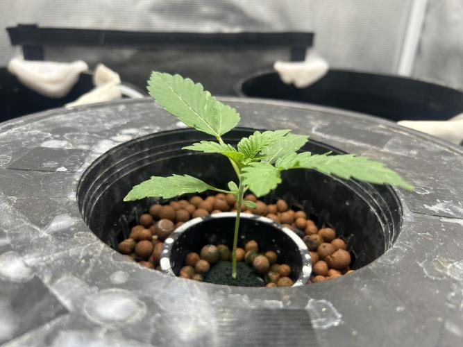 Afghan Kush (DWC). Week 3