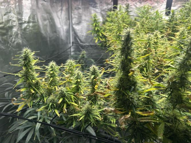 Golden Tiger (DWC). Week 12