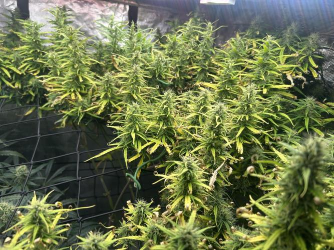 Golden Tiger (DWC). Week 12