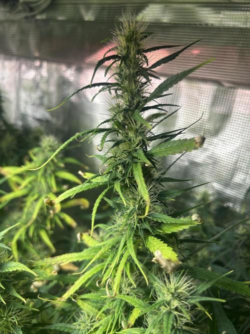 Golden Tiger (DWC). Week 12