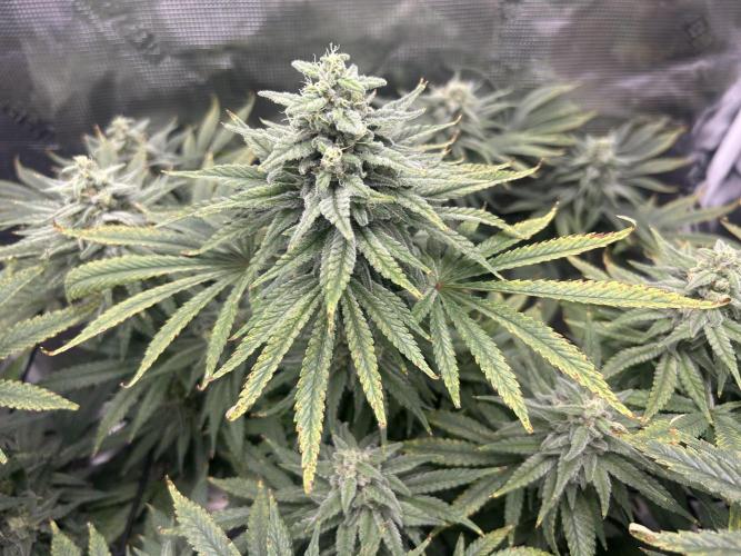 White Rhino (DWC). Week 11