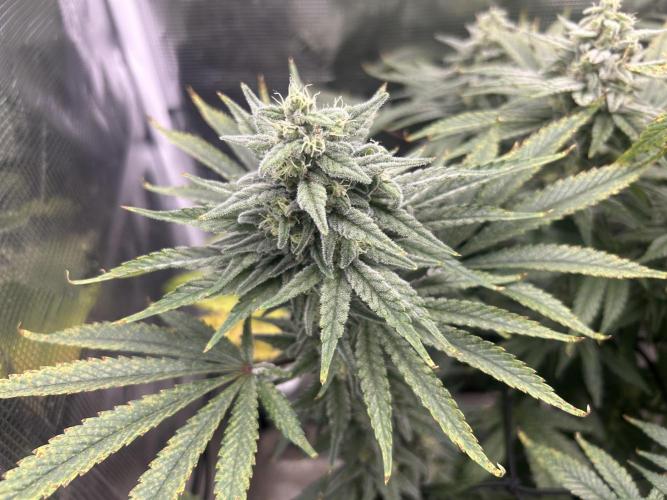 White Rhino (DWC). Week 11
