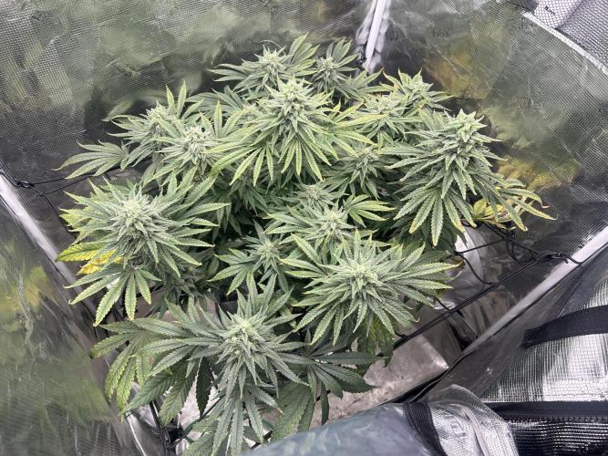 White Rhino (DWC). Week 11