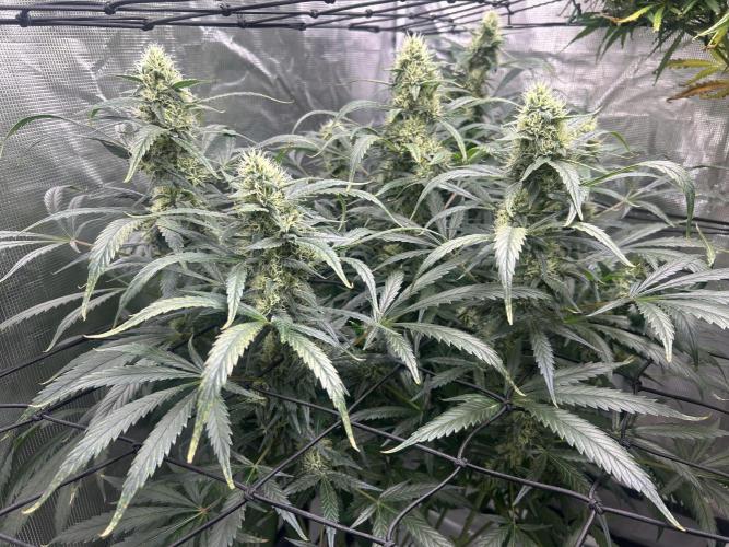 Maui Waui (DWC) 2. Week 10