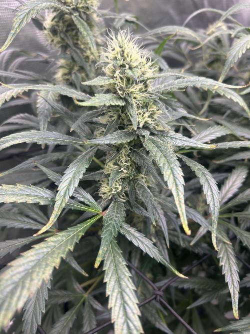 Maui Waui (DWC) 2. Week 10