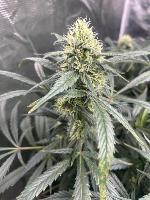 Maui Waui (DWC) 2. Week 10
