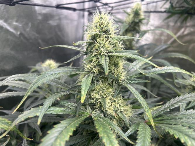 Maui Waui (DWC) 2. Week 10