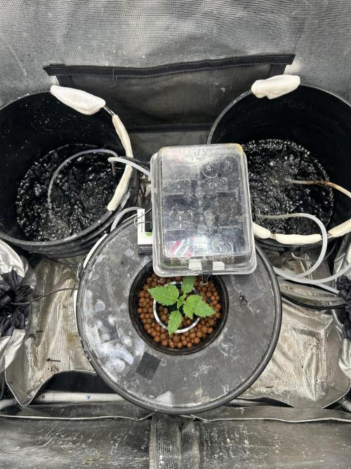 Strawberry Cough (DWC) 2. Week 0 - Planted 5/28/2026