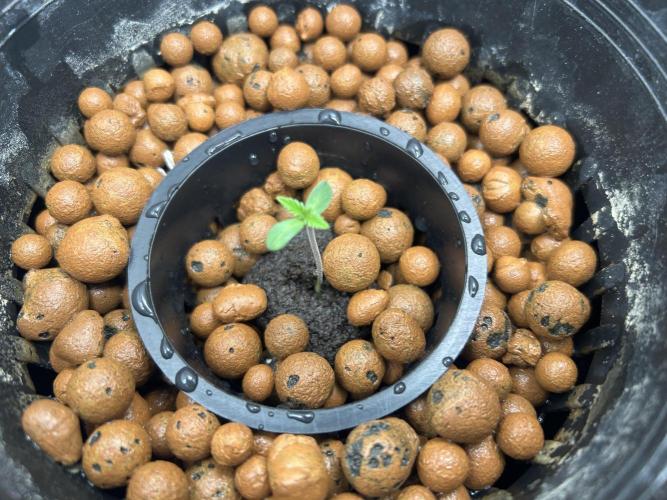 Strawberry Cough (DWC) 2. Week 0 - Sprouted 6/2/2026