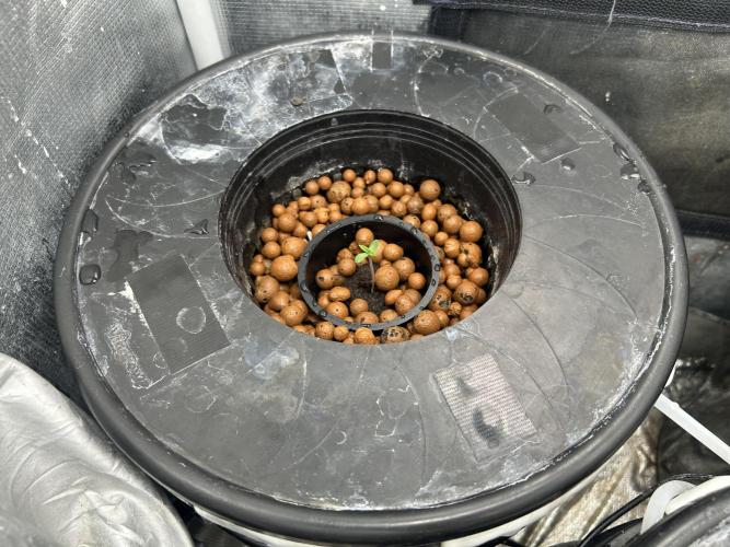 Strawberry Cough (DWC) 2. Week 0 - Sprouted 6/2/2026
