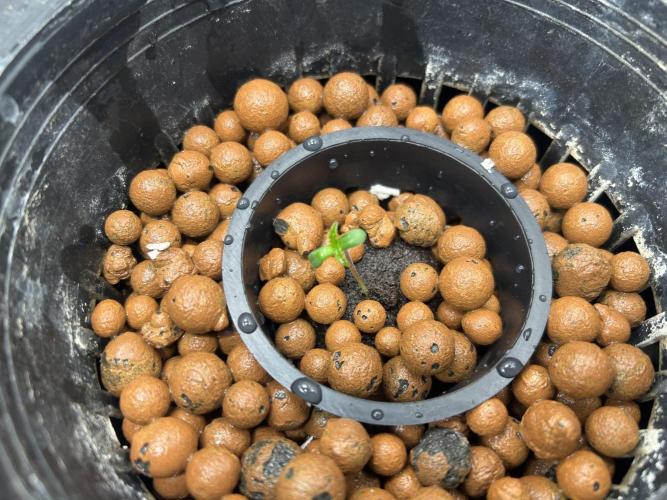 Hella Jelly (DWC). Week 0 - Sprouted 6/2/2026.