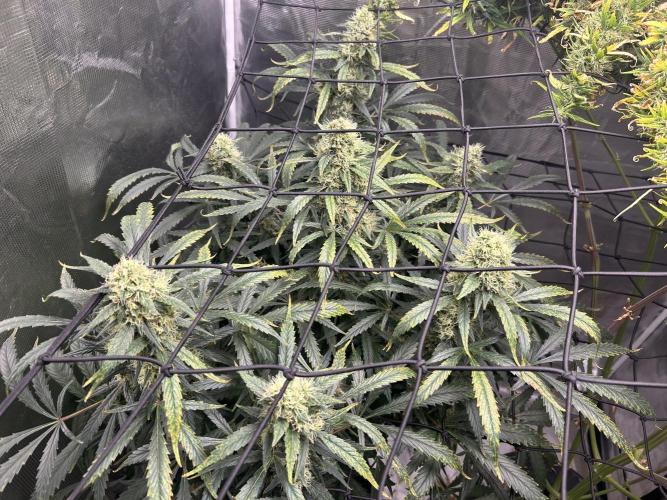 Maui Waui (DWC) 2. Week 11