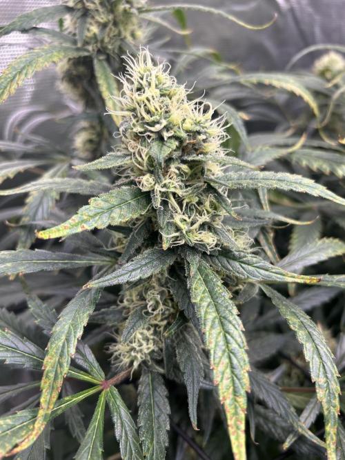 Maui Waui (DWC) 2. Week 11