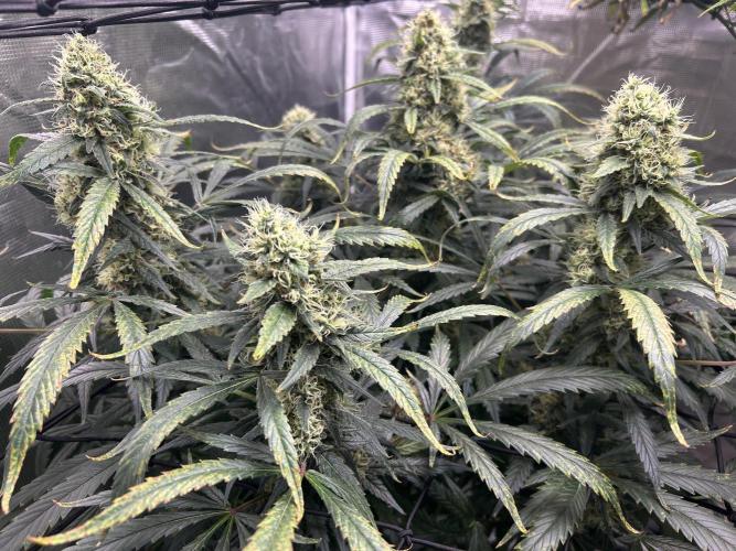 Maui Waui (DWC) 2. Week 11