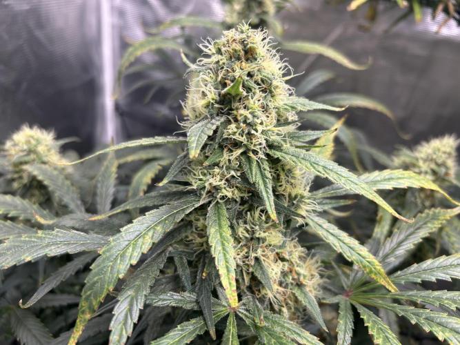 Maui Waui (DWC) 2. Week 11