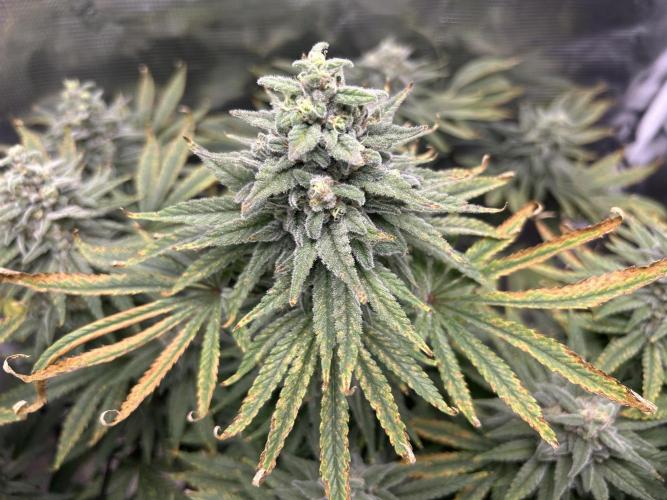 White Rhino (DWC). Week 12