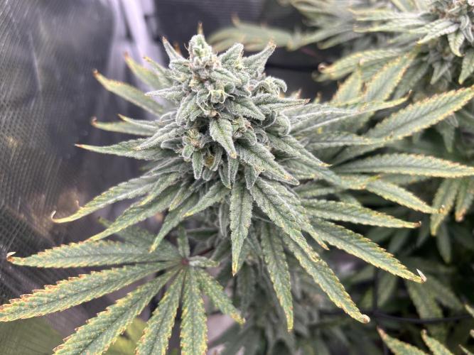 White Rhino (DWC). Week 12
