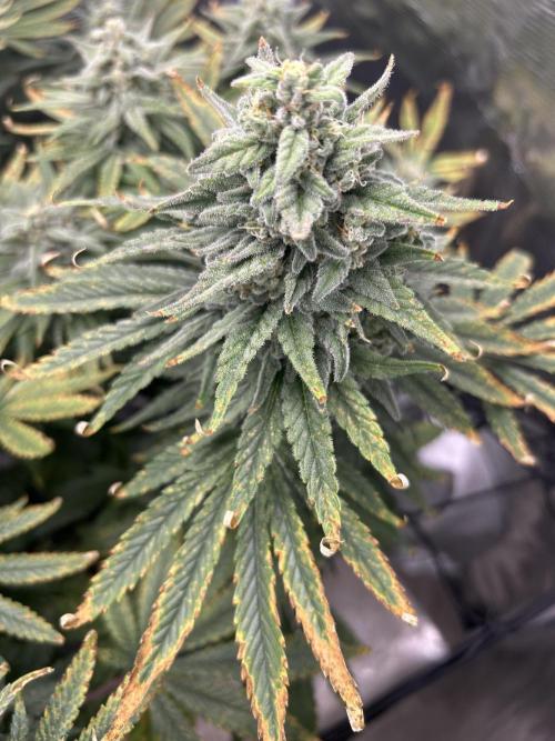White Rhino (DWC). Week 12