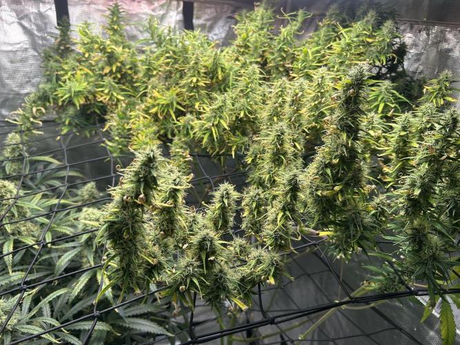 Golden Tiger (DWC). Week 13