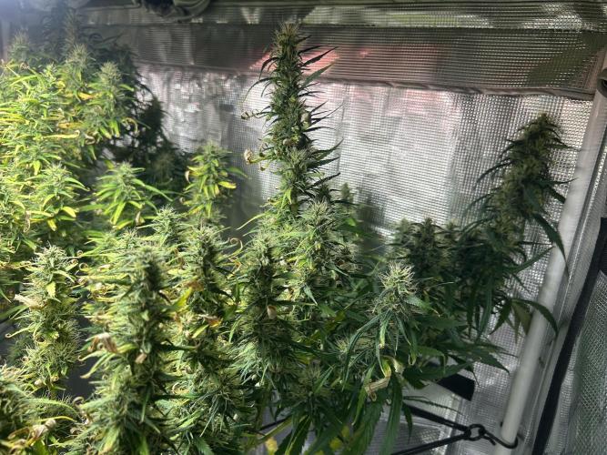 Golden Tiger (DWC). Week 13
