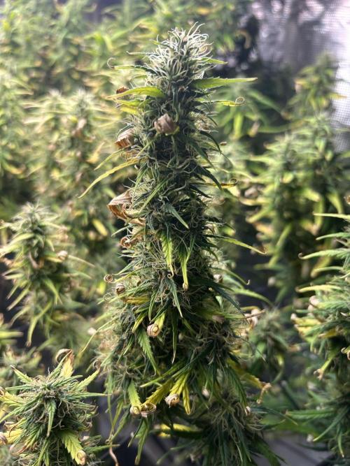 Golden Tiger (DWC). Week 13