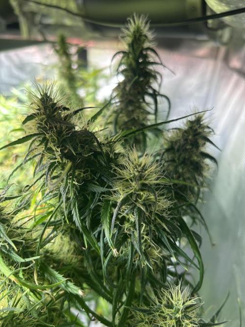 Golden Tiger (DWC). Week 13