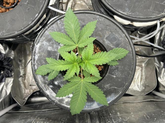 Afghan Kush (DWC). Week 4