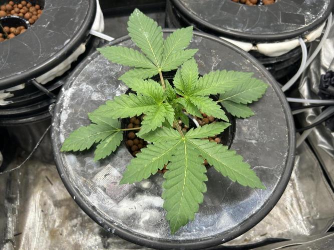 Afghan Kush (DWC). Week 4