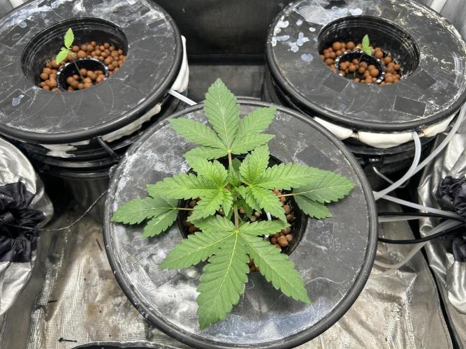 Afghan Kush (DWC). Week 4