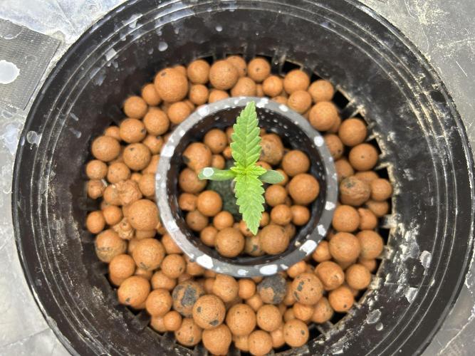 Hella Jelly (DWC). Week 1