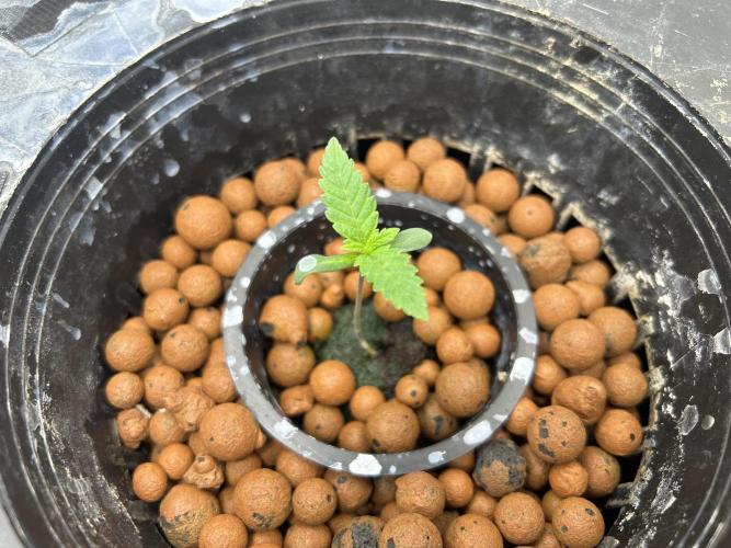 Hella Jelly (DWC). Week 1