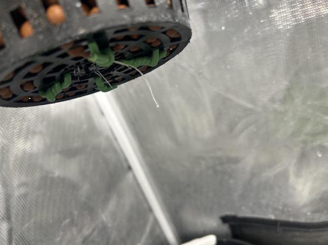 Strawberry Cough (DWC) 2. Week 1