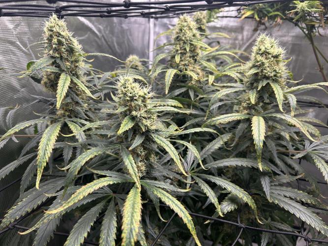 Maui Waui (DWC) 2. Week 12