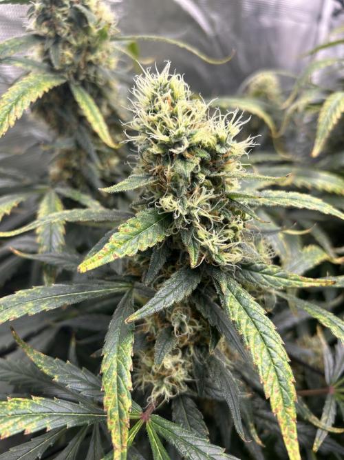 Maui Waui (DWC) 2. Week 12