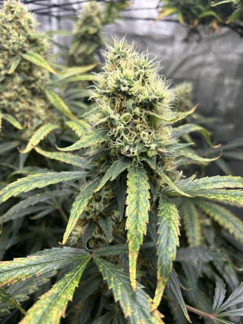 Maui Waui (DWC) 2. Week 12