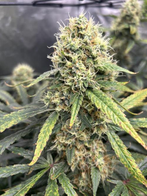 Maui Waui (DWC) 2. Week 12
