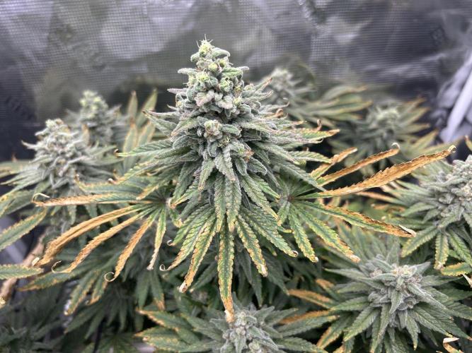White Rhino (DWC). Week 13