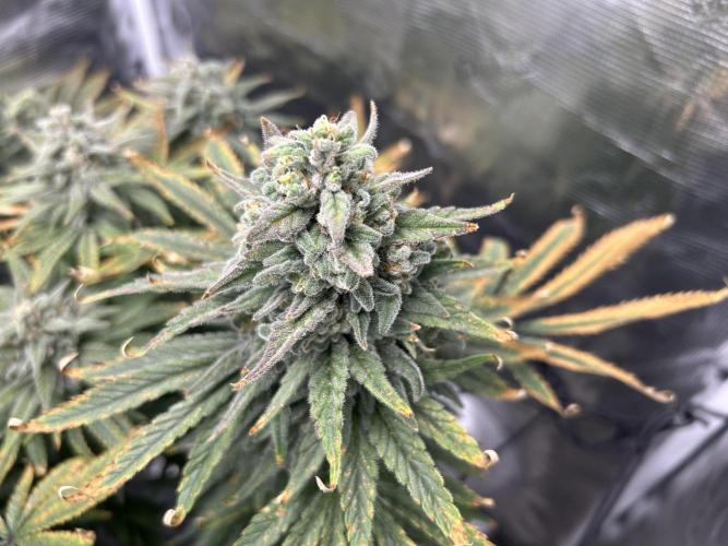 White Rhino (DWC). Week 13