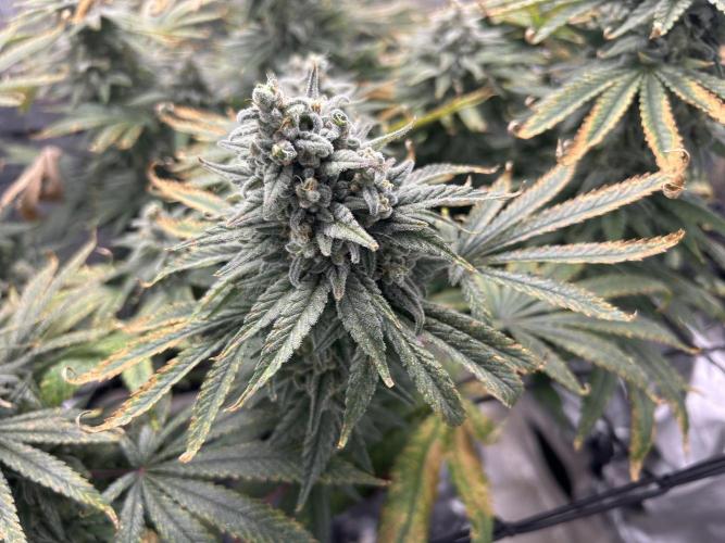 White Rhino (DWC). Week 13