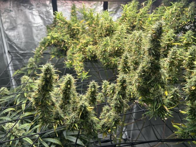 Golden Tiger (DWC). Week 14