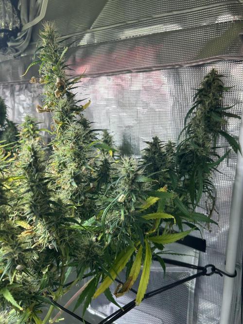 Golden Tiger (DWC). Week 14