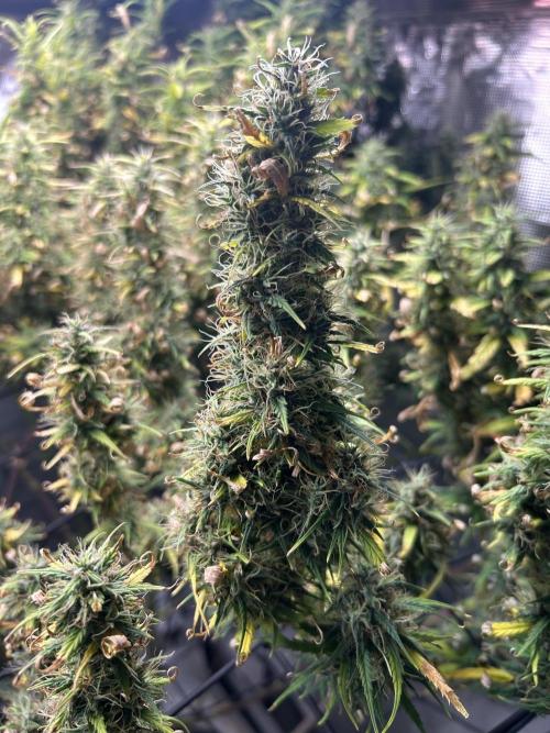 Golden Tiger. Week 14