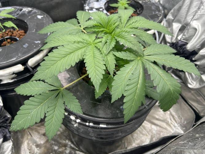 Afghan Kush (DWC). Week 5