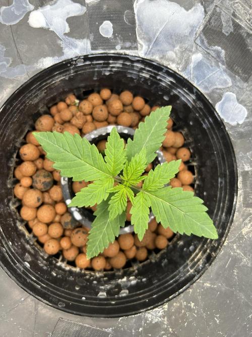 Hella Jelly (DWC). Week 2