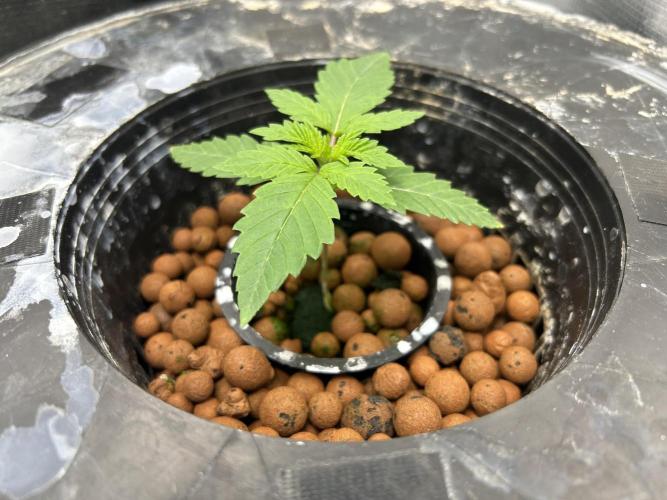 Hella Jelly (DWC). Week 2