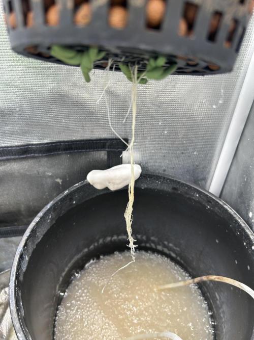 Hella Jelly (DWC). Week 2