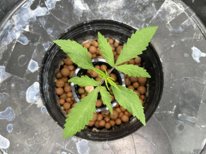 Strawberry Cough (DWC) 2. Week 2